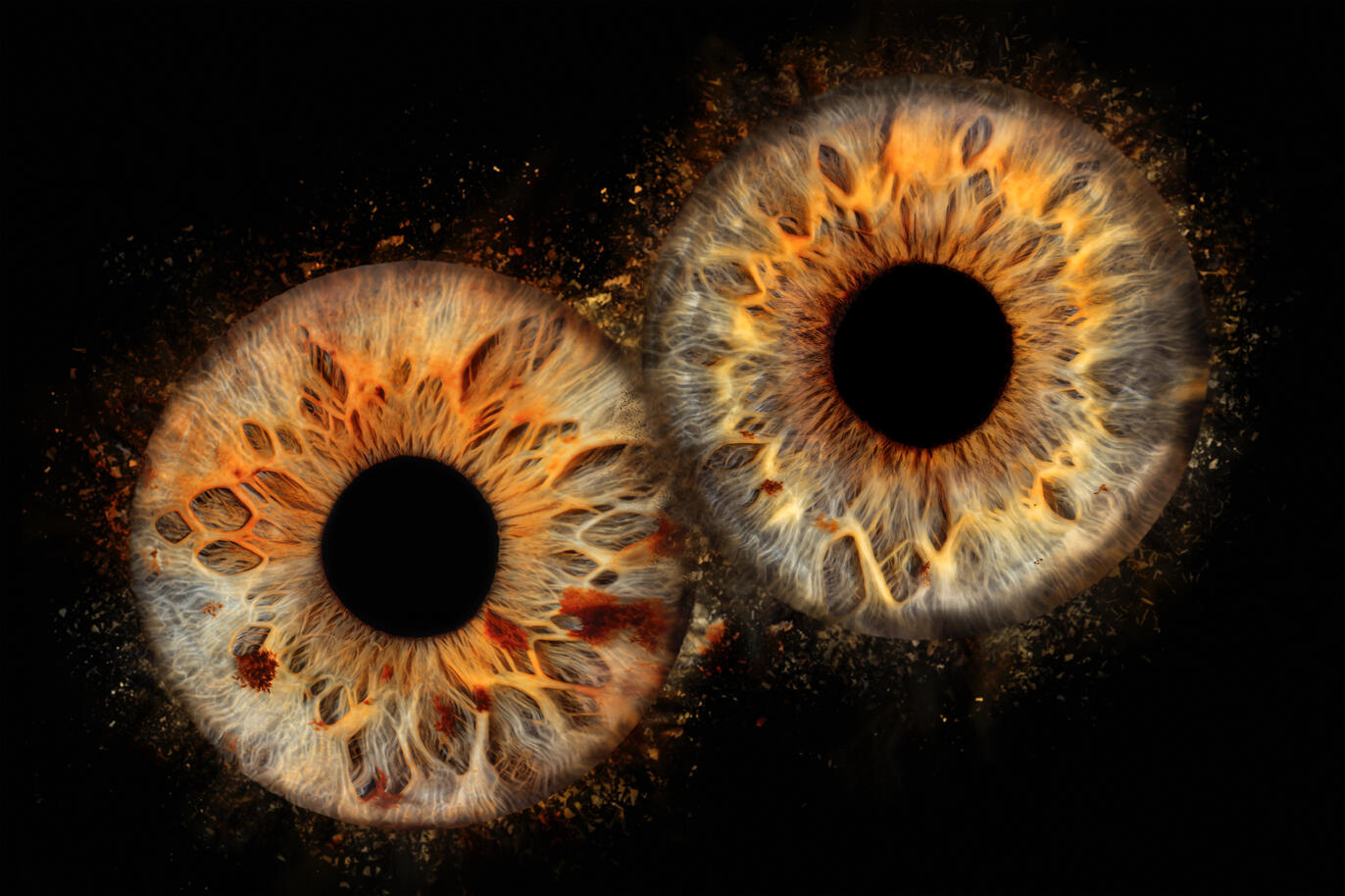 Photographie iris au studio Deux-Quatre, Guebwiller 4