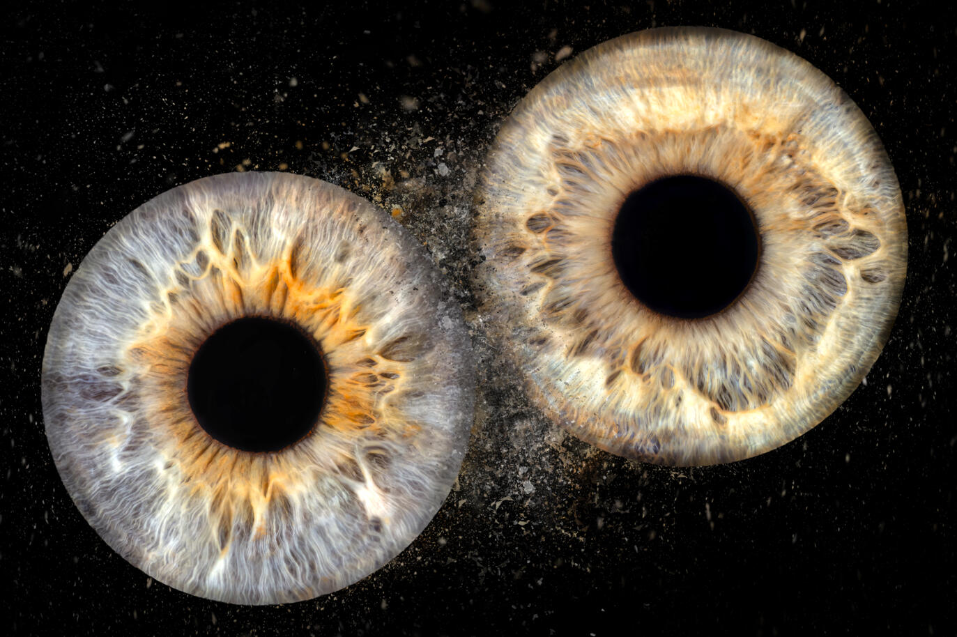 Photographie iris au studio Deux-Quatre, Guebwiller 2