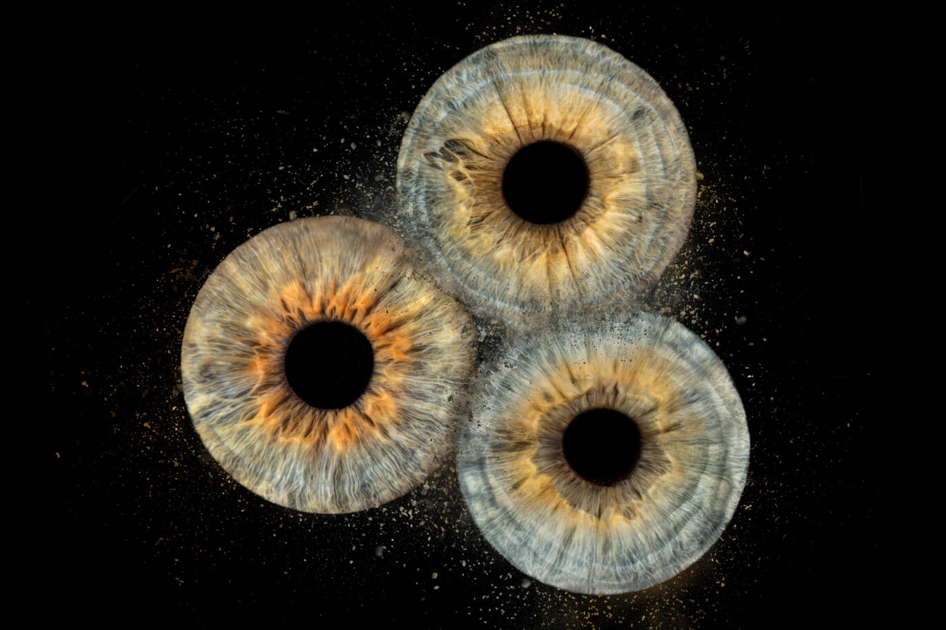 Photographie iris au studio Deux-Quatre, Guebwiller 3