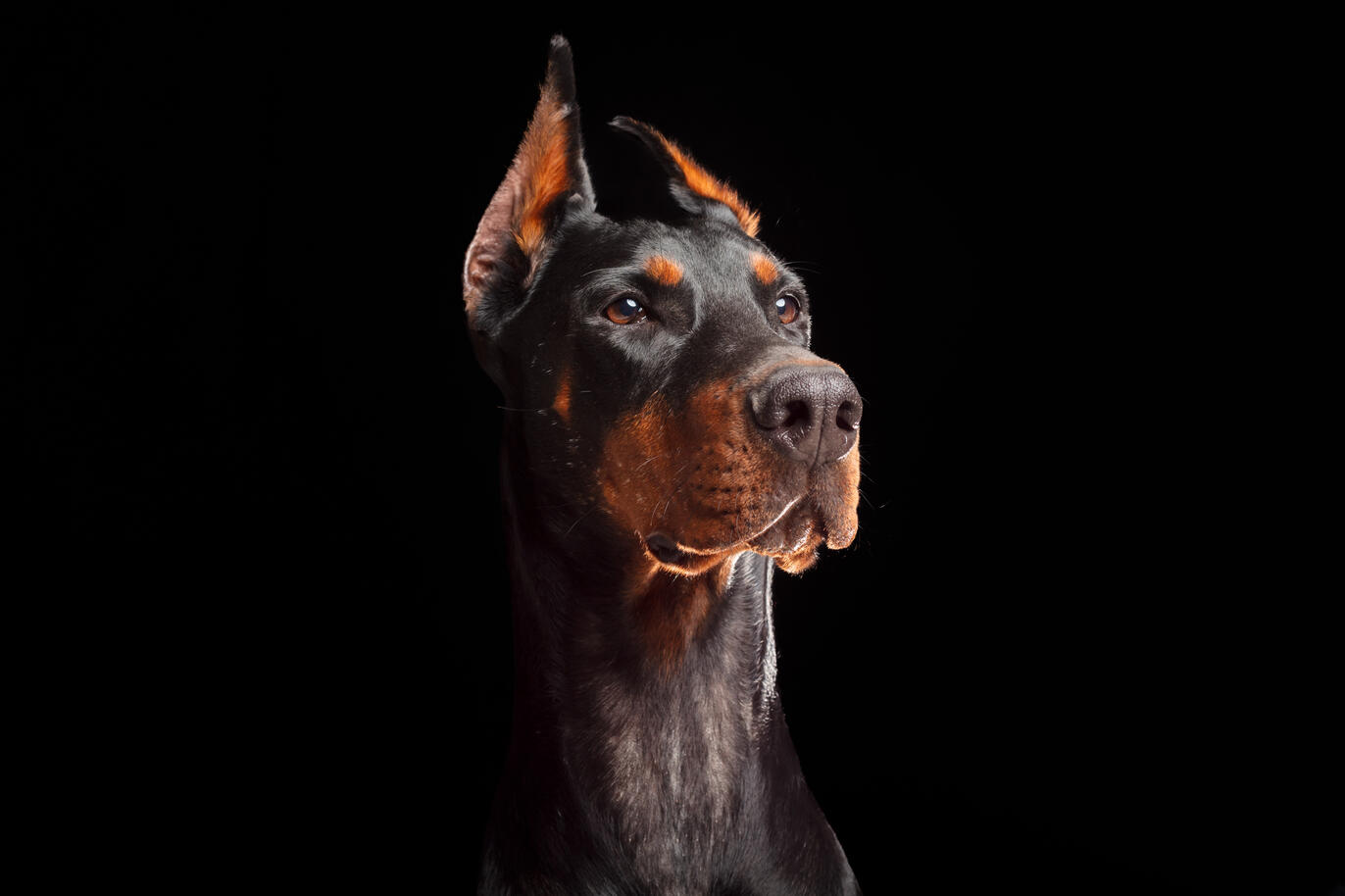 Portrait d'animal au studio Deux-Quatre, Guebwiller 5