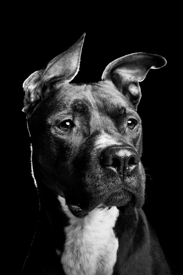 Portrait d'animal au studio Deux-Quatre, Guebwiller 1