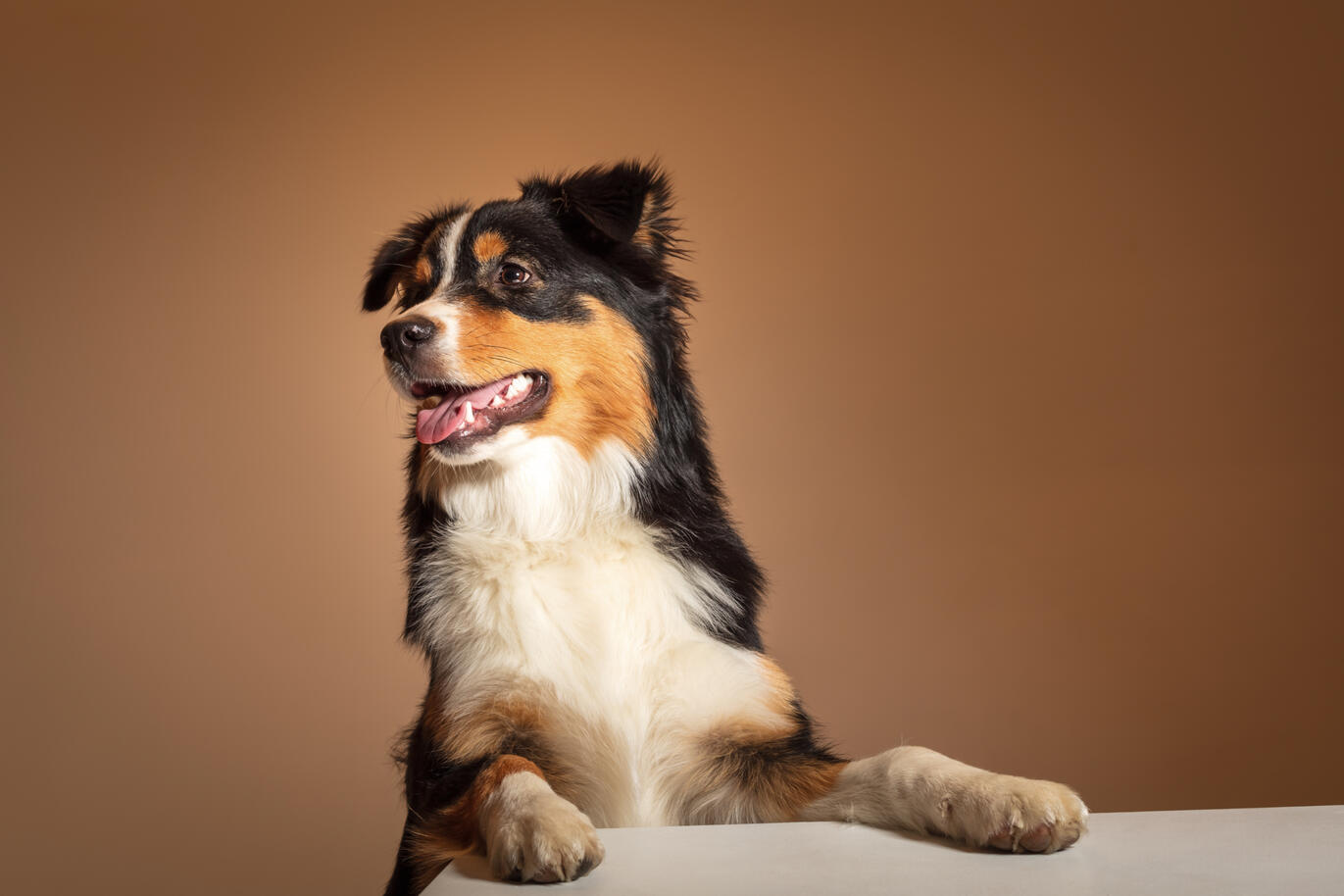 Portrait d'animal au studio Deux-Quatre, Guebwiller 4