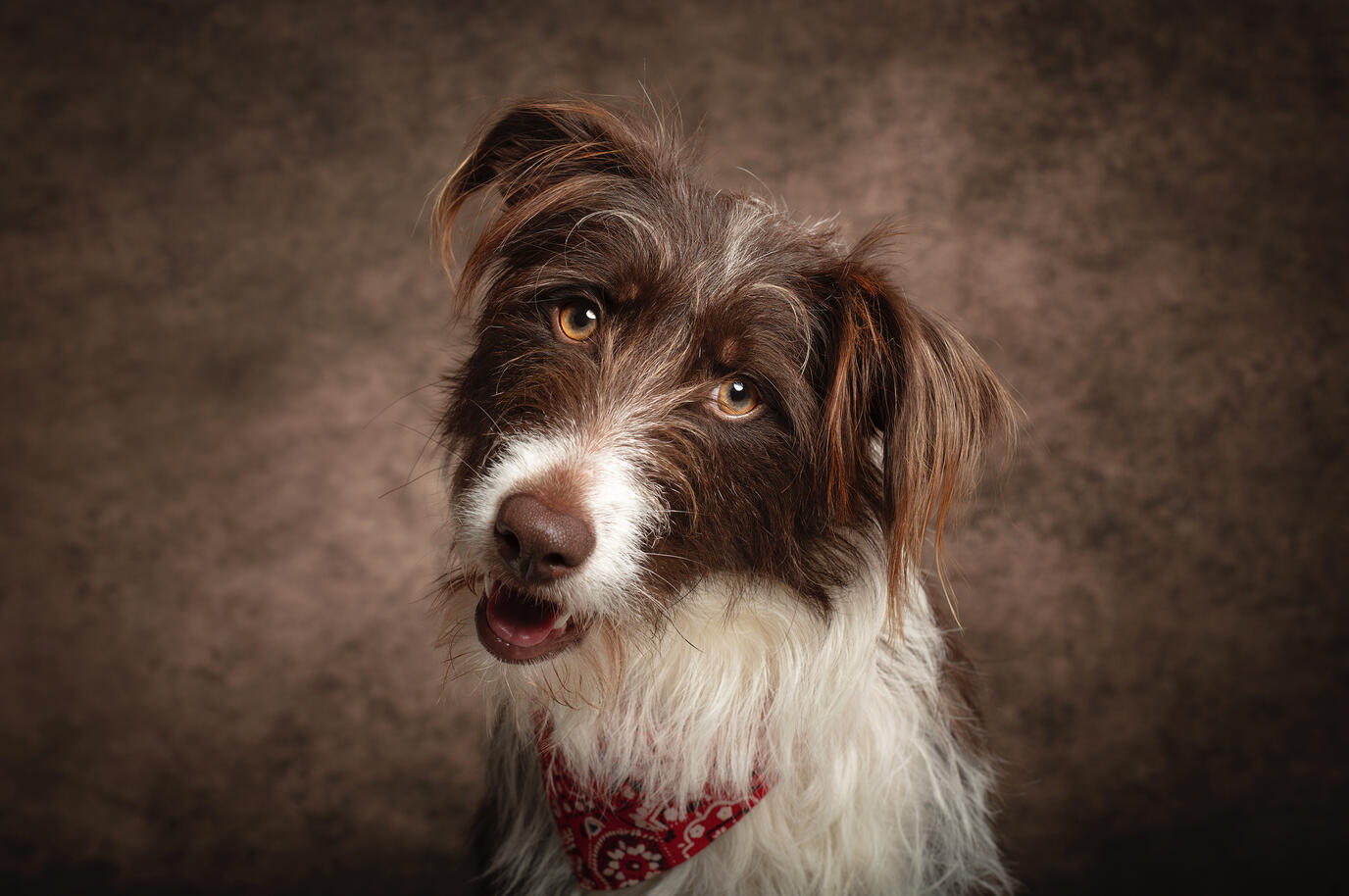 Portrait d'animal au studio Deux-Quatre, Guebwiller 2