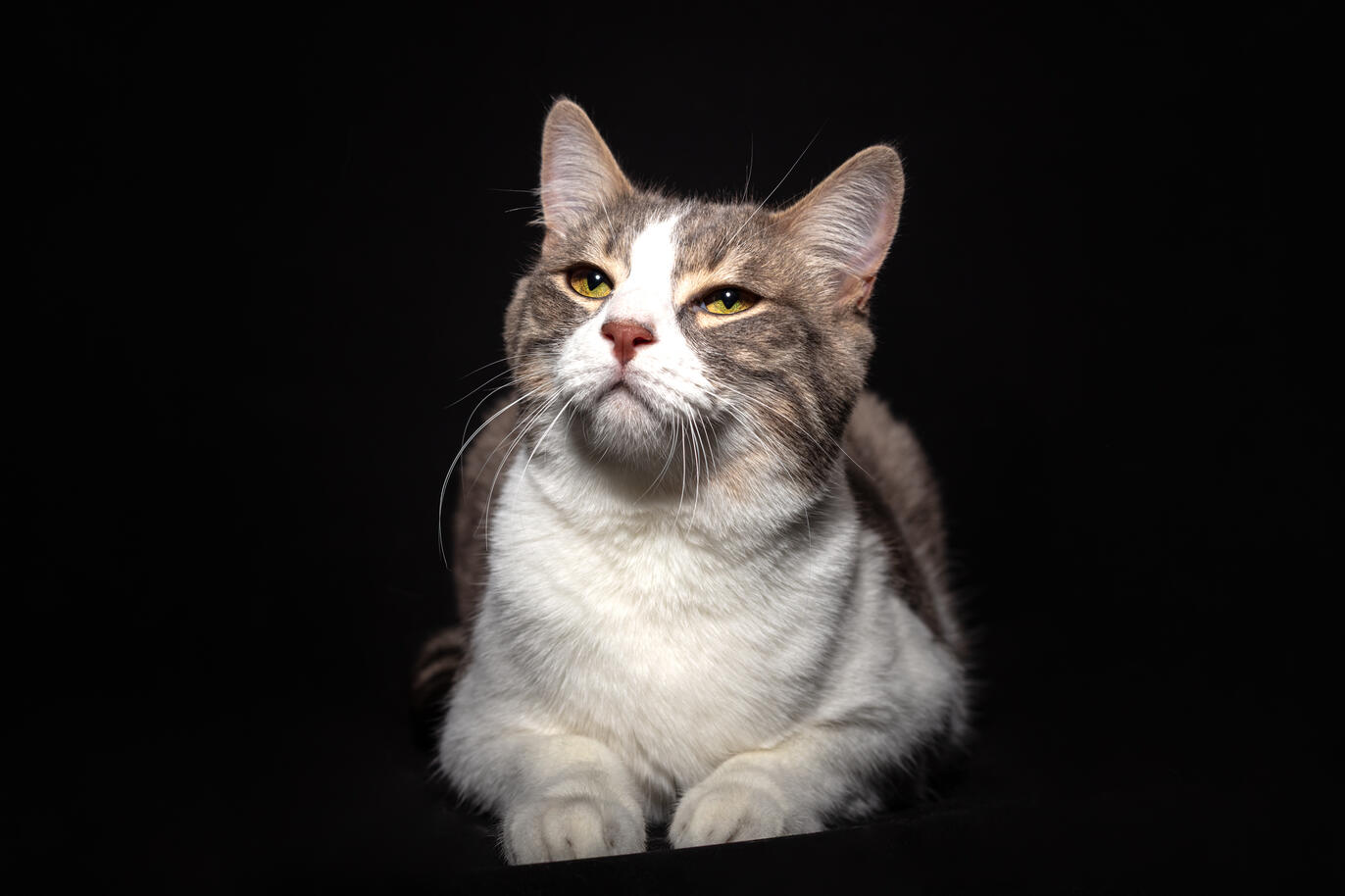 Portrait d'animal au studio Deux-Quatre, Guebwiller 3